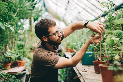 Man Gardening Istock 1296396344 Nikkimeel